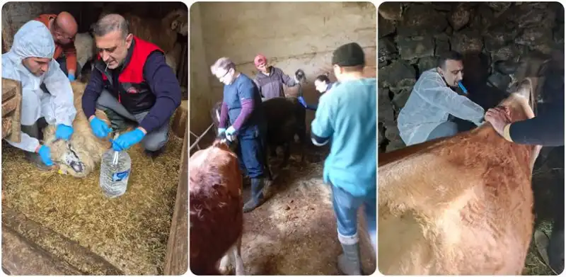 Rize’de Şap Hastalığına Karşı Sero-Surveyans Çalışmaları Sürüyor