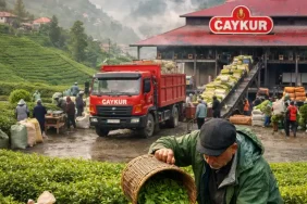 ÇAYKUR, 2026 İlk Gününde 900 Ton Yaş Çay Aldı