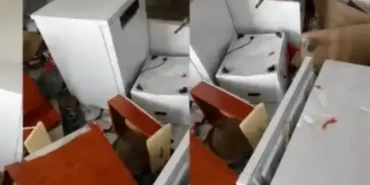 Çamlıhemşin’de Ayılar Muhtarın Evini Talan Etti