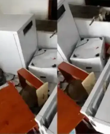 Çamlıhemşin’de Ayılar Muhtarın Evini Talan Etti