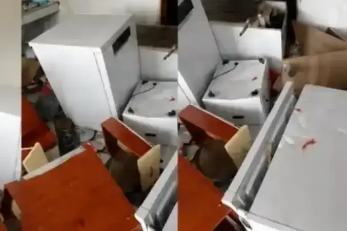 Çamlıhemşin’de Ayılar Muhtarın Evini Talan Etti