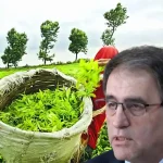 Rize CHP'den Sert Tepki “35 TL Yaş Çay Fiyatı Üreticinin Ölüm Fermanıdır”