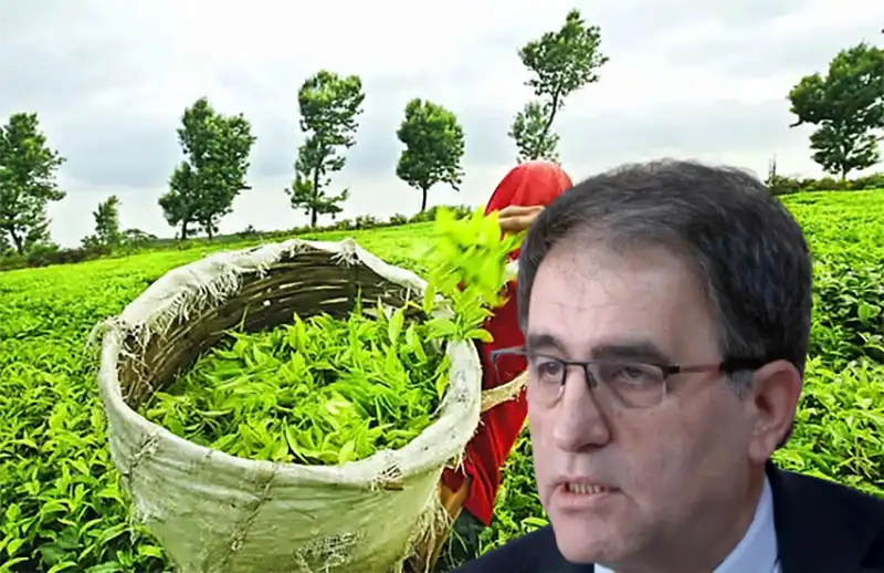 Rize CHP'den Sert Tepki “35 TL Yaş Çay Fiyatı Üreticinin Ölüm Fermanıdır”