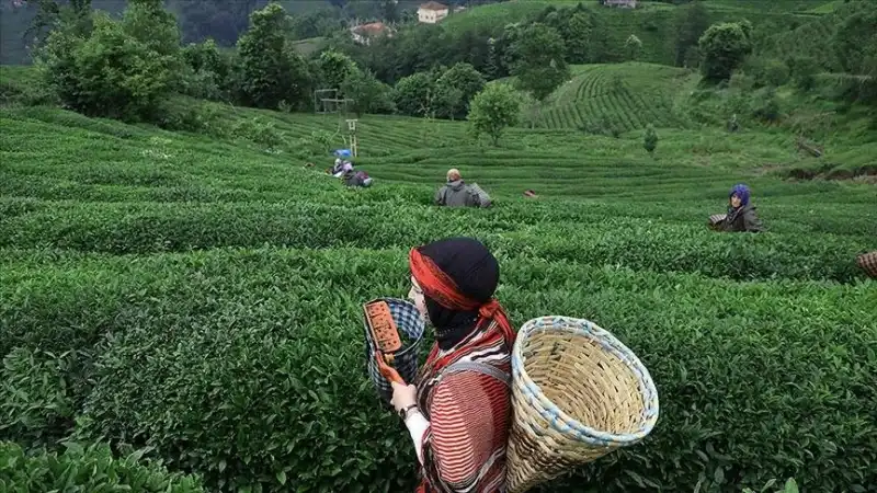 Çay