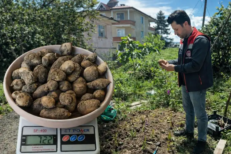 İyidere'de İlk Salep'ler Toplanmaya Başladı