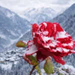Rize, Endemik Bitki Zengini