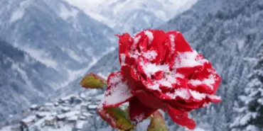 Rize, Endemik Bitki Zengini