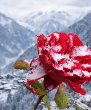 Rize, Endemik Bitki Zengini