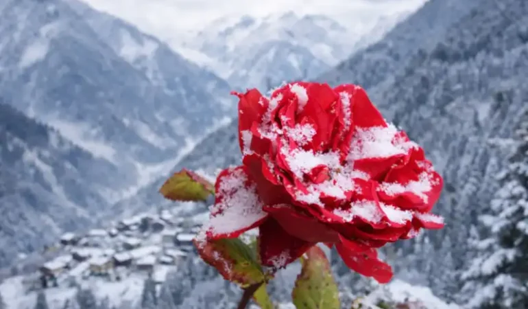Rize, Endemik Bitki Zengini