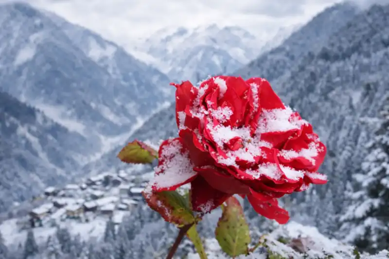 Rize, Endemik Bitki Zengini