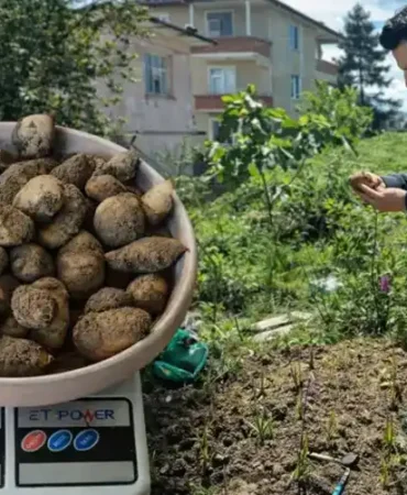 İyidere'de İlk Salep'ler Toplanmaya Başladı