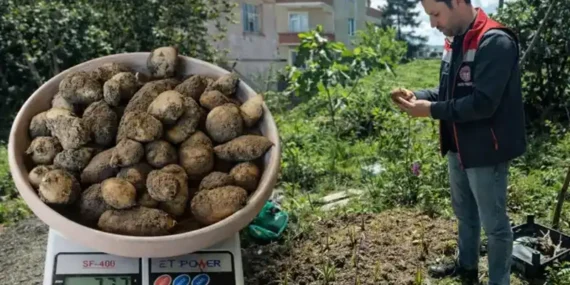 İyidere'de İlk Salep'ler Toplanmaya Başladı