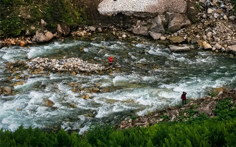 Papağanını Kurtarmak İsterken Mahsur Kaldı