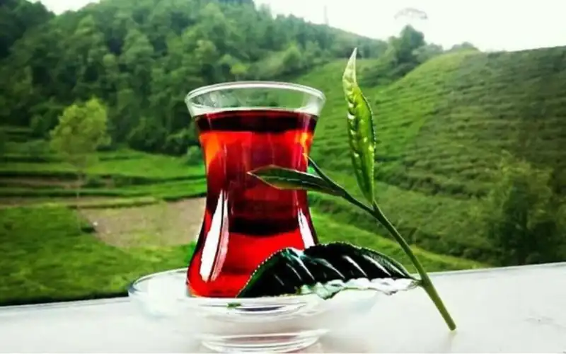 Rize Çayı 108 Ülkeye Ulaştı