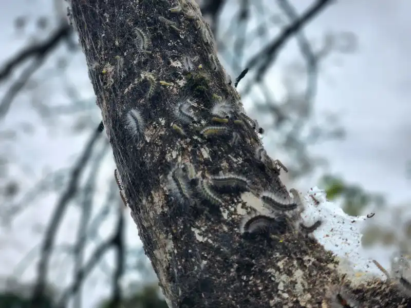 Doğu Karadeniz'de Yeni Tarım Alarmı