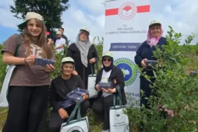 İyidere’de Organik Maviyemiş Hasadı