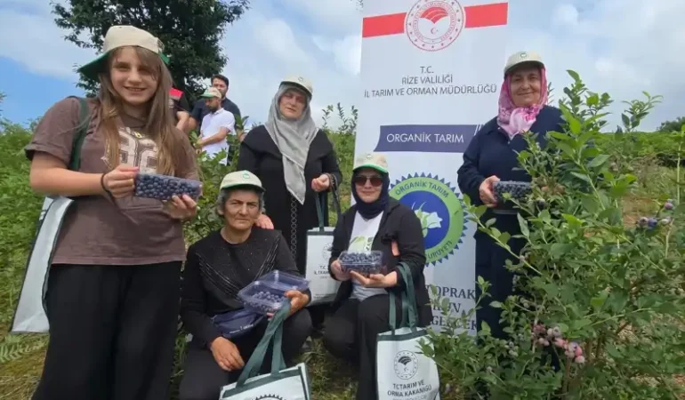 İyidere’de Organik Maviyemiş Hasadı