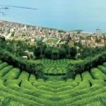 Rize Çayı
