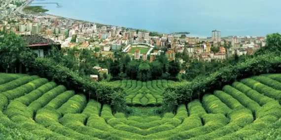 Rize Çayı