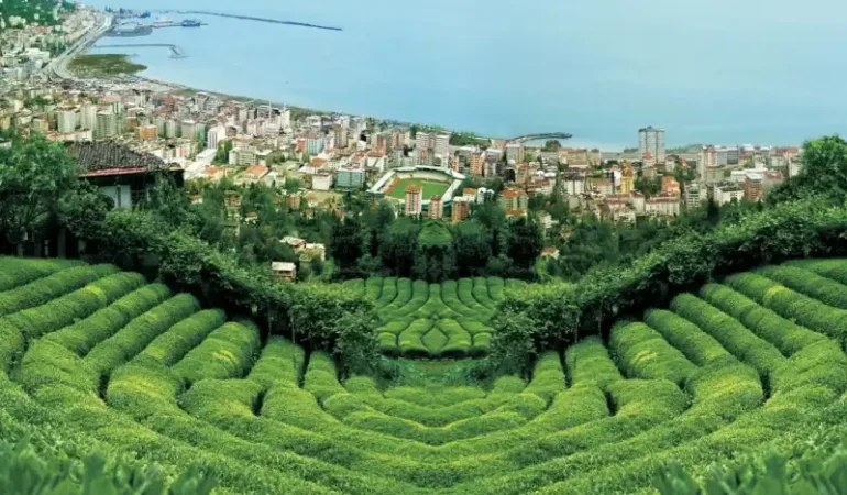 Rize Çayı
