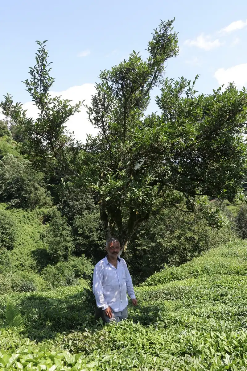 Çayeli'nde 70 Yıllık Çay Ağacı Doğaseverlerin İlgi Odağı Oldu