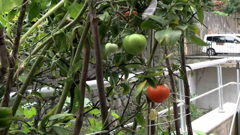 Rizeli Çiftin 102 Saksıda Köy Hayatı