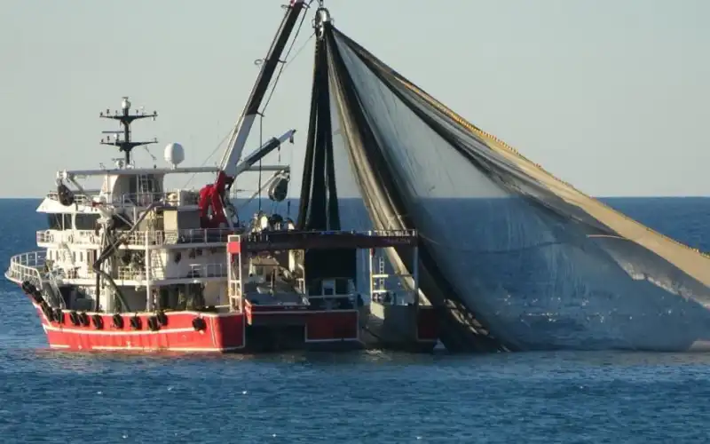 Karadeniz’in Balık Genetiğine RTEÜ’den Bilimsel Katkı