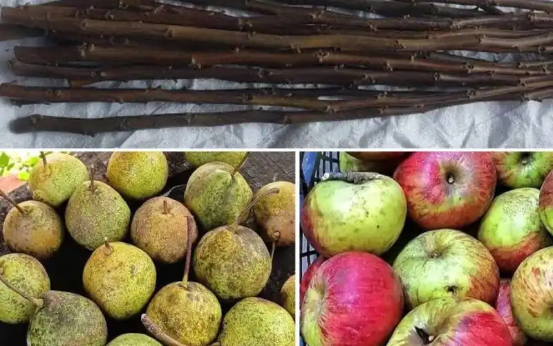 Melyat Deresi’nde Ata Mirası Meyveler İçin Seferberlik Başladı