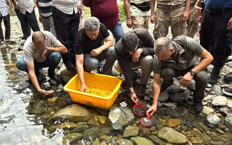 Güneysu Derelerine 25 Bin Kırmızı Benekli Alabalık Bırakıldı