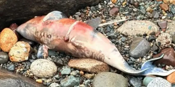Rize’de Sahile Vuran Balık Merak Uyandırdı