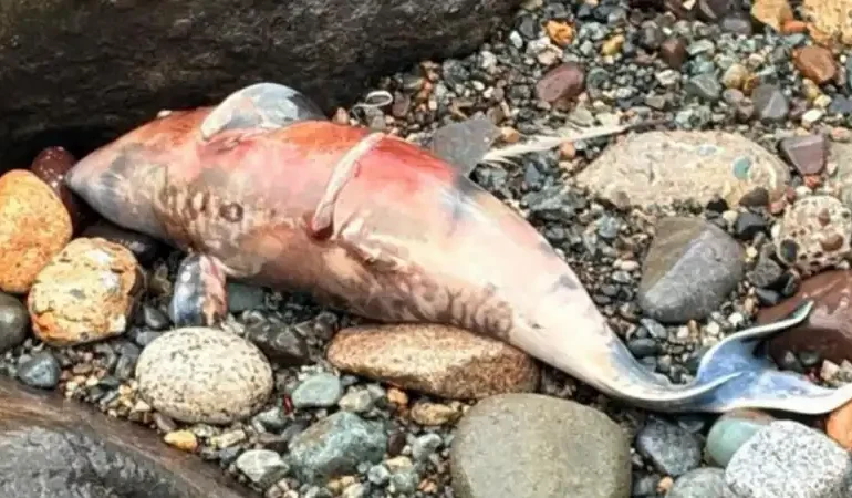 Rize’de Sahile Vuran Balık Merak Uyandırdı