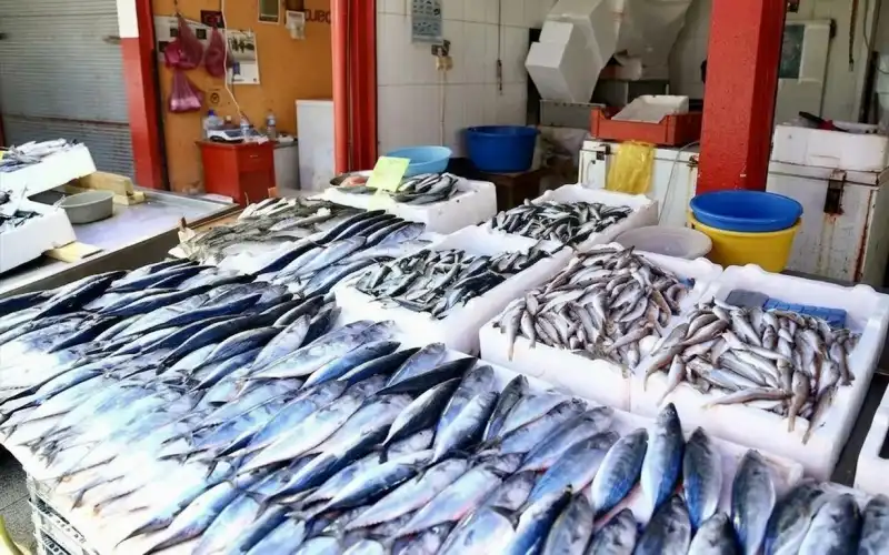 Rize’de Av Sezonu Bereketli Başladı: Tezgâhlar Palamutla Doldu