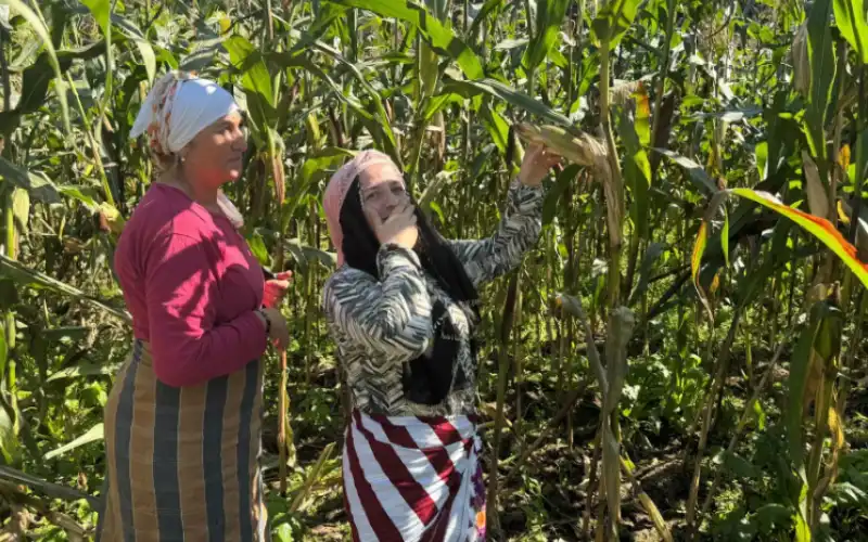 Rize’de ‘Kombala’ Geleneği Mısır Tarlalarında Yaşatılıyor