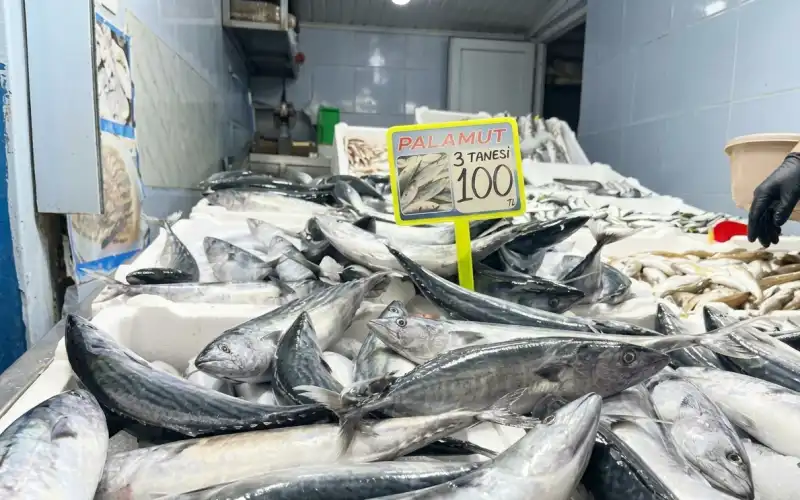 Pazar’da Palamut Bolluğu: 3 Tanesi 100 TL’den Satılıyor