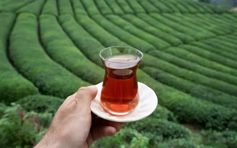 Rize Çayı “En İyi Çaylar” Listesinde Zirvede