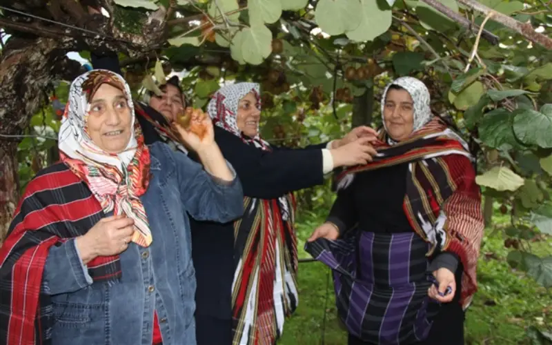 Rize’de Kivi Hasadı Öncesi Pestisit Denetimi Başladı!