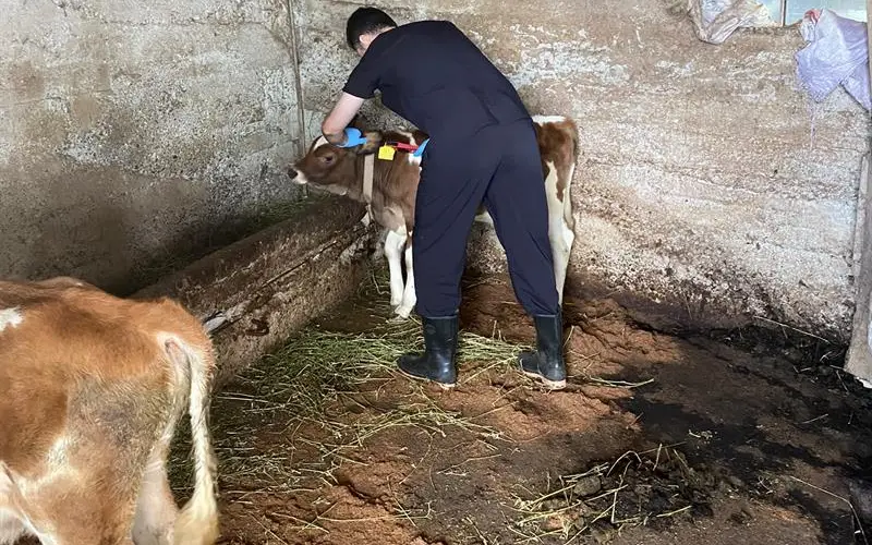 Rize’de Sonbahar Şap Aşılaması Sürüyor